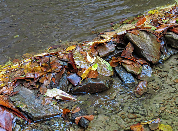 Leaves_water