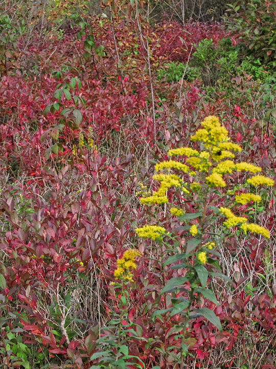 Goldenrod