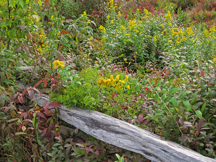 Fence_rail