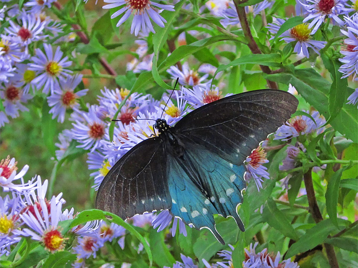 Swallowtail