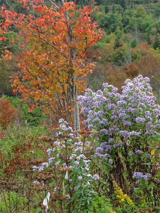 Graveyard_Fields