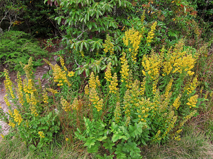 Goldenrod