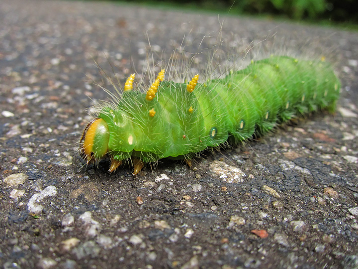 Imperial_Moth_Caterpillar