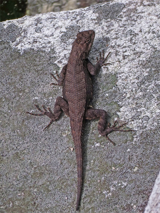 Fence_Lizard