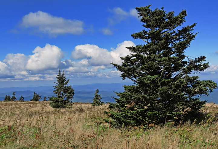 Grassy_Bald_evergreens