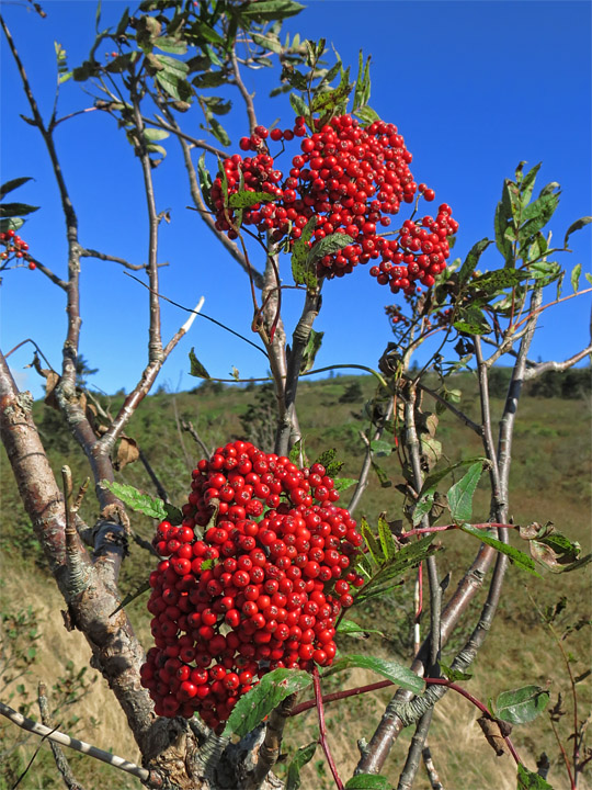 Ash_berries