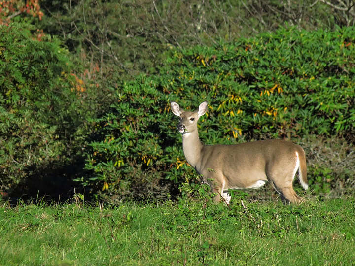 Deer