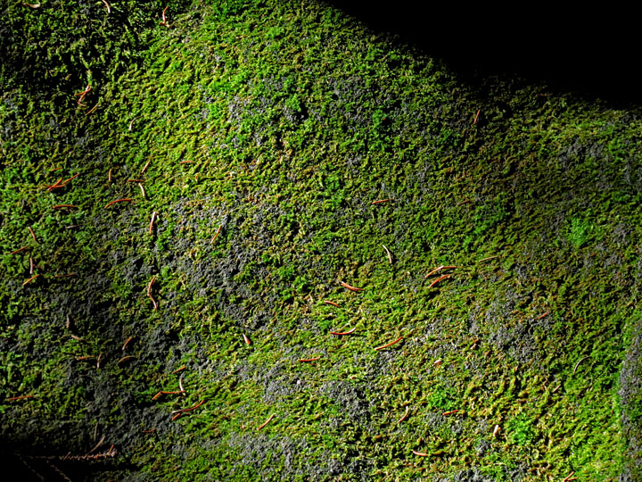 Mossy_rock