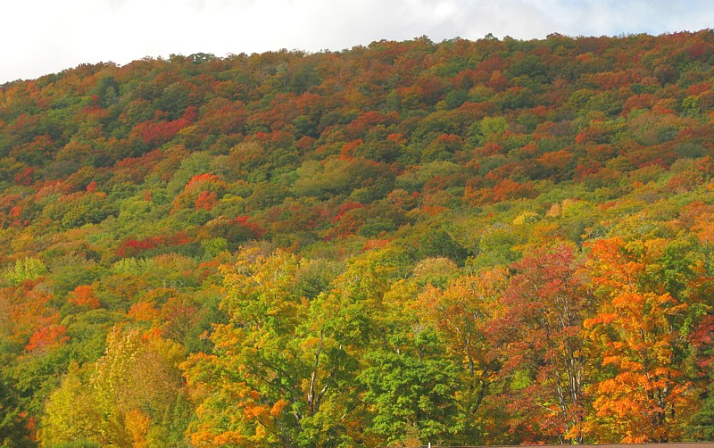 Lincoln_foliage