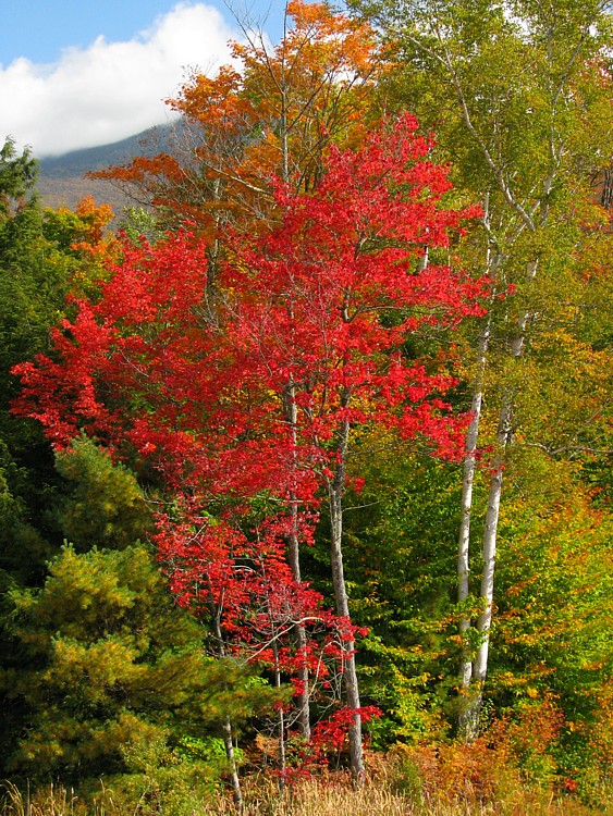 Red_tree