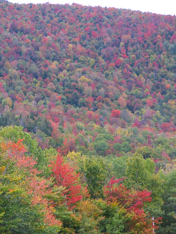 Foliage