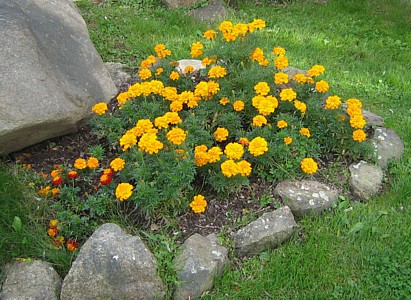 Marigolds