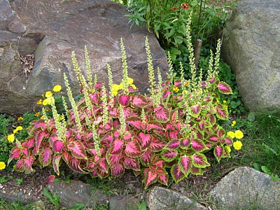 Coleus