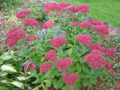 Sedum