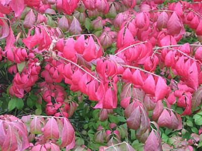 Euonymus