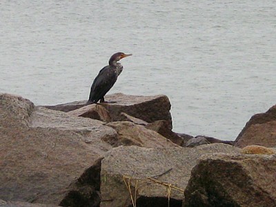 Cormorant