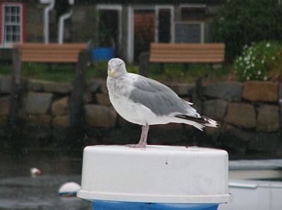 Gull