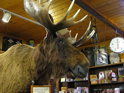 Zeb_moose