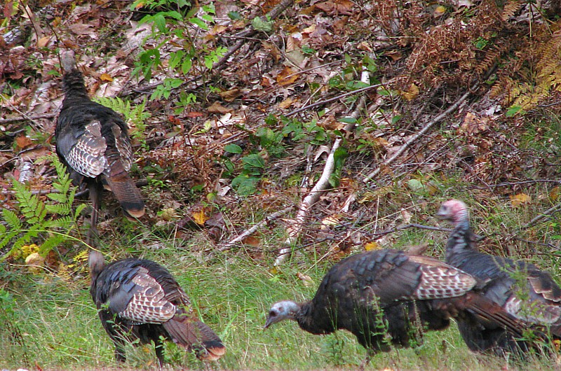 Turkeys