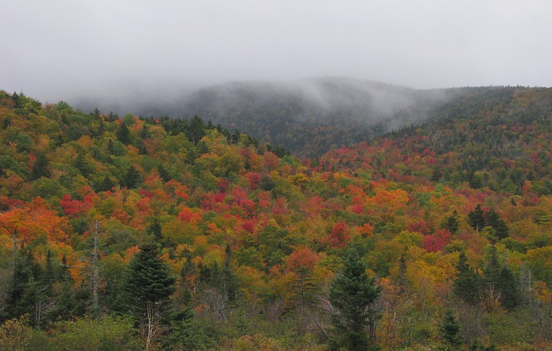 Evening_foliage