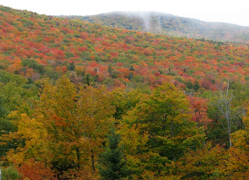 Crawford_foliage