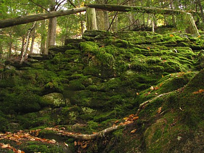 Mossy_wall