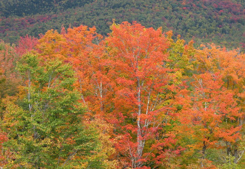 Foliage