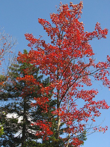 Red_maple