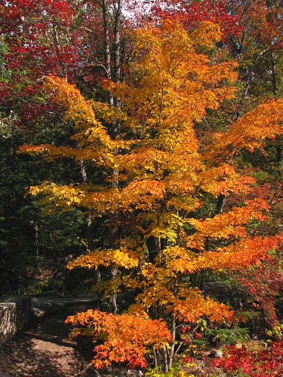 Rocky_Gorge_foliage