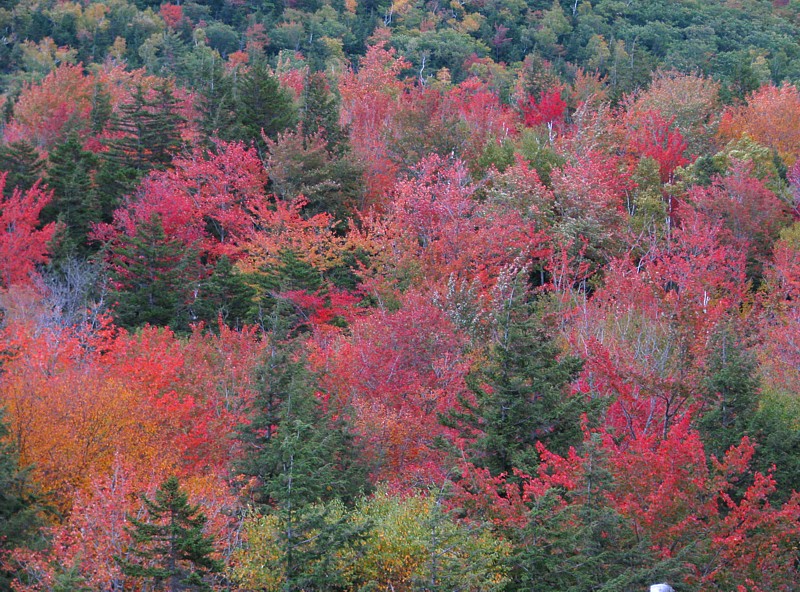 Foliage