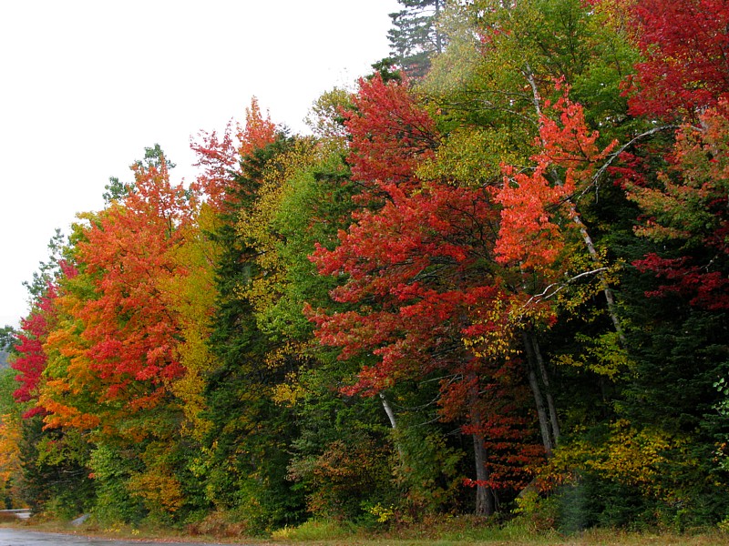 Roadside_foliage