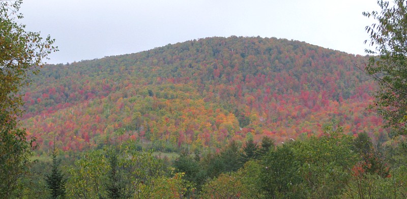 Distant_foliage