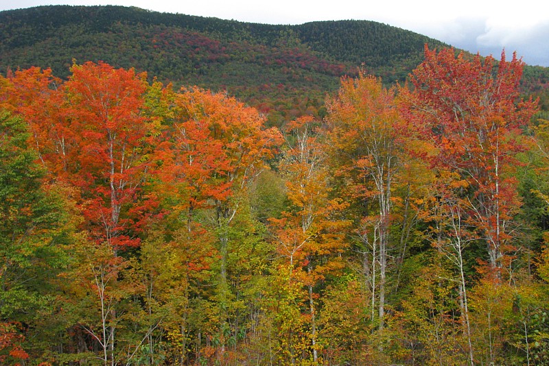 Foliage