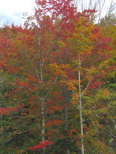 Foliage