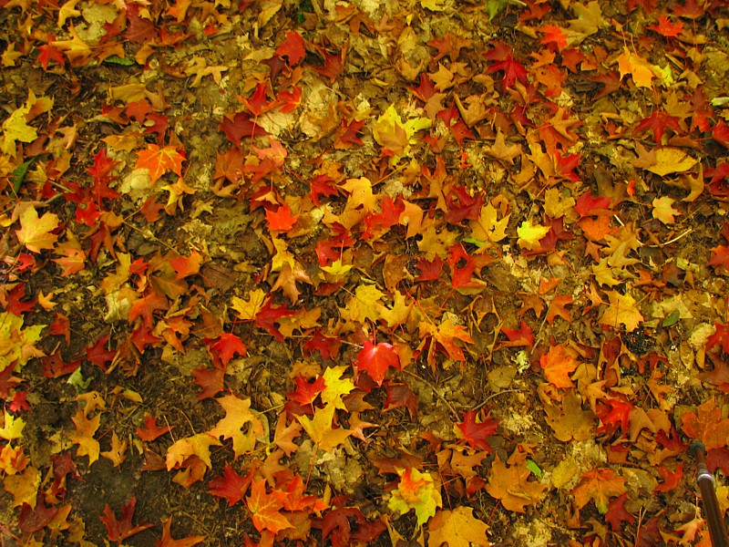 Fallen_leaves