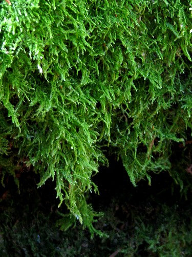 Hanging_Moss