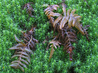 Ferns_moss