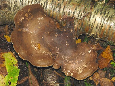 Fungi