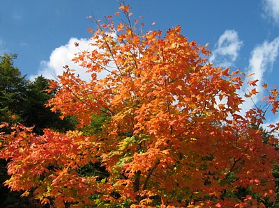 Maple