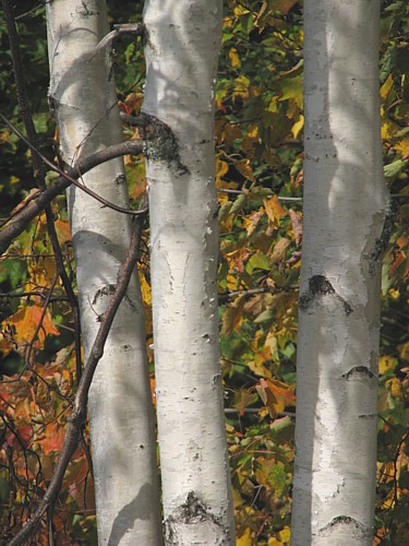 Birches