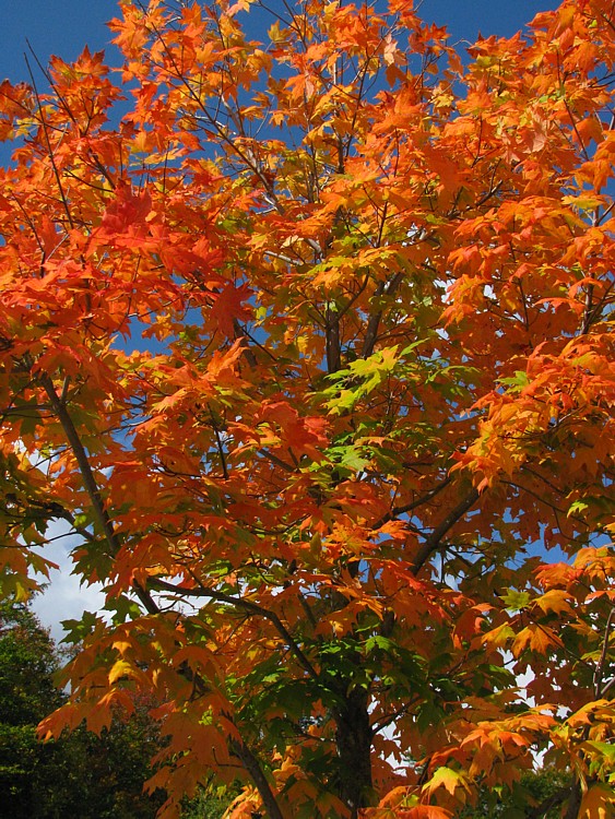 Maple_colors