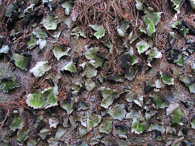 Lichens