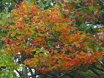 Foliage