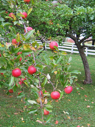 Apples