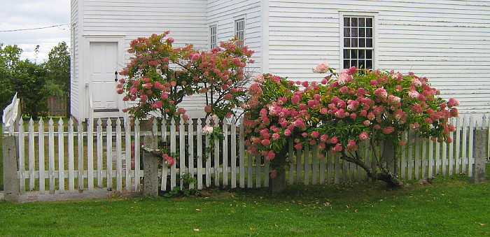 Hydrangeas