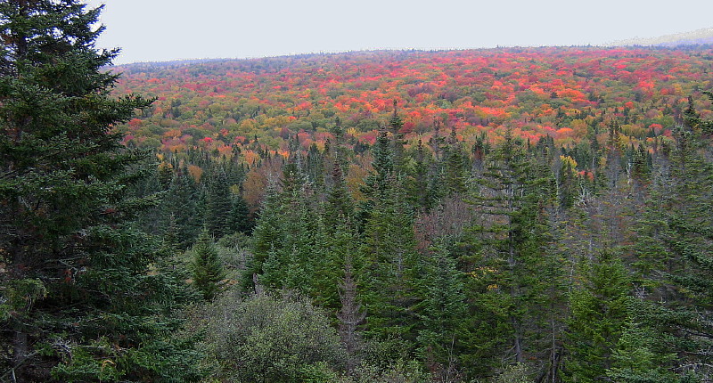 Foliage_evergreens