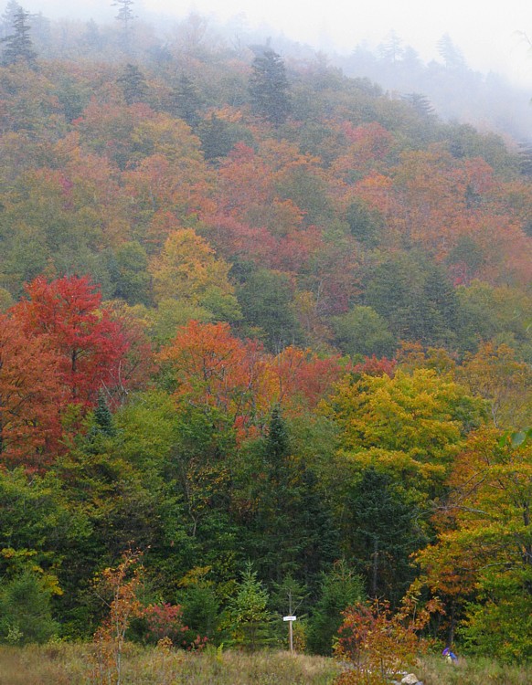 Foliage_snow_Crawfords