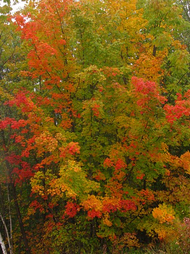 Foliage