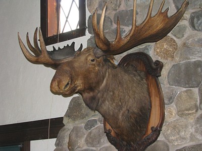 Moose_head