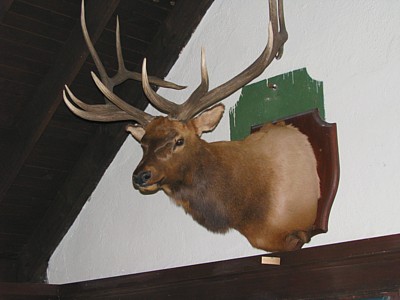 Elk_head